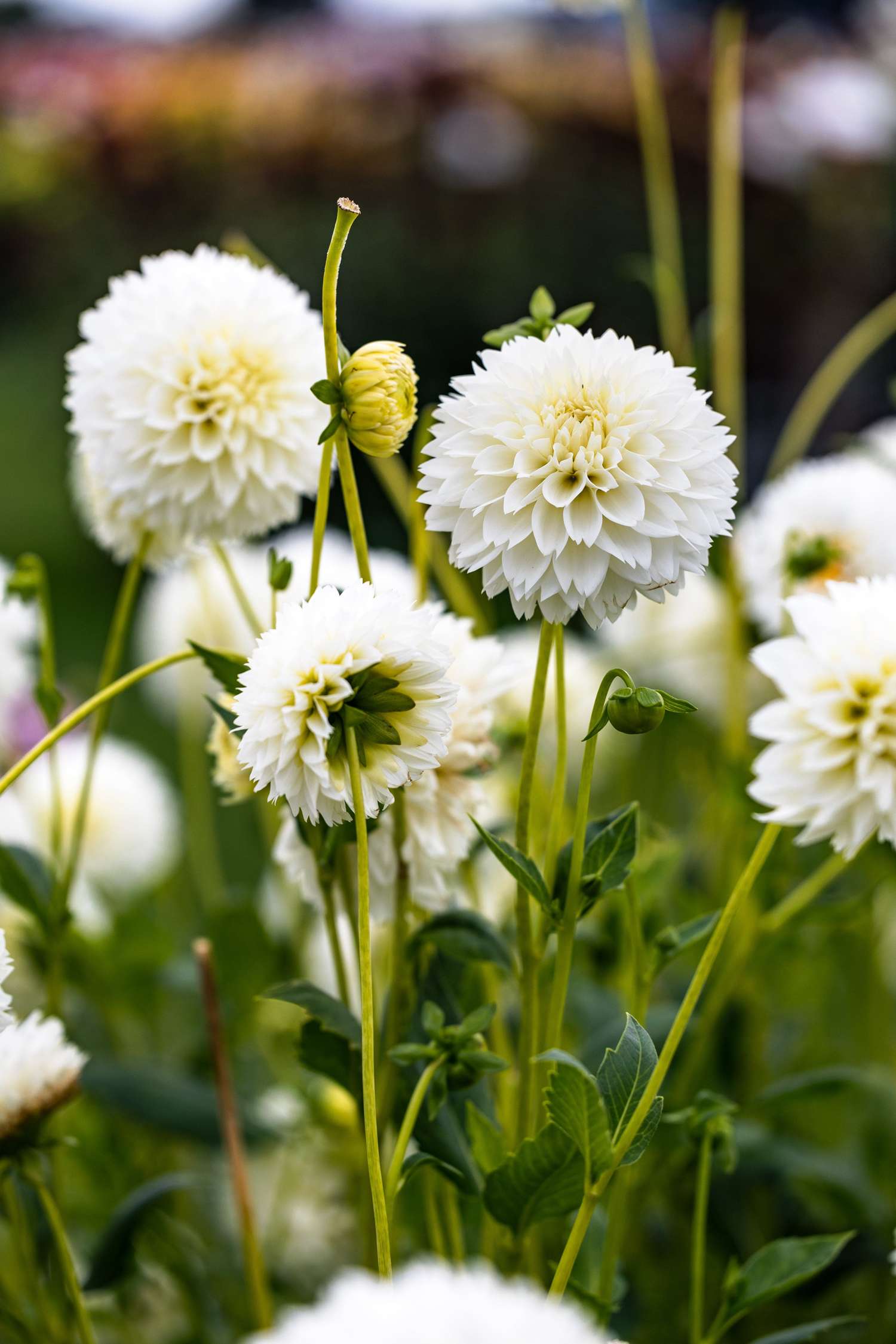 Daalia 'Myama Fubuki'